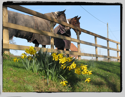 Horse Livery