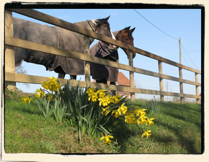 Horse Livery